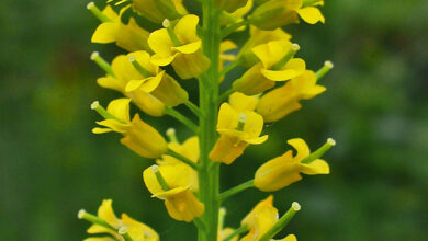 Photo of Brassicaceae