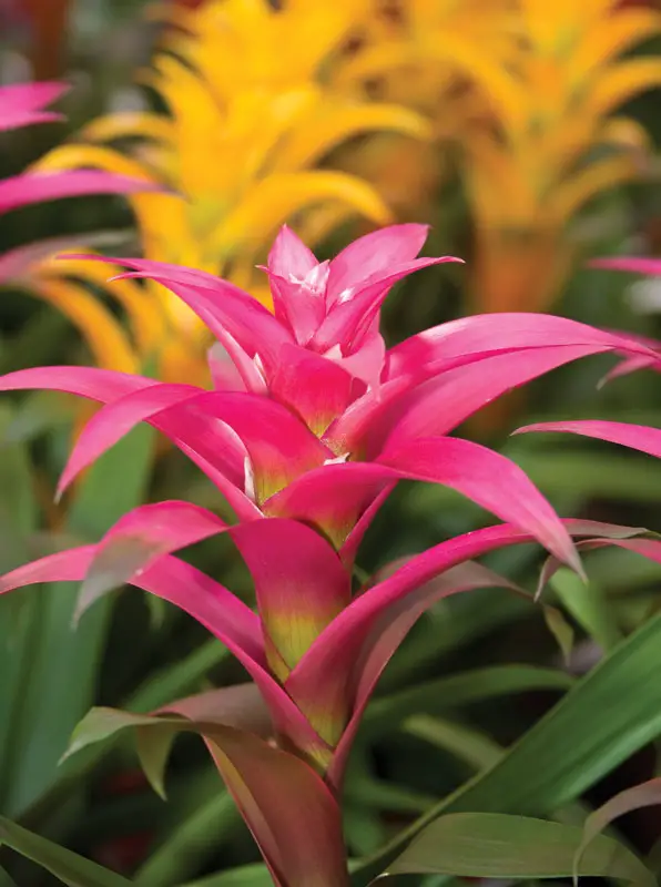 Bromeliaceae - Il Giardino Commestible