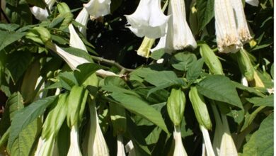 Photo of Brugmansia arborea Tromba del Giudizio, Tromba degli Angeli, Datura