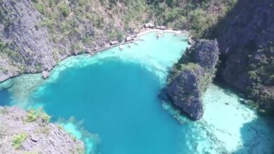 Photo of Brunfelsia australis Isola del Gelsomino