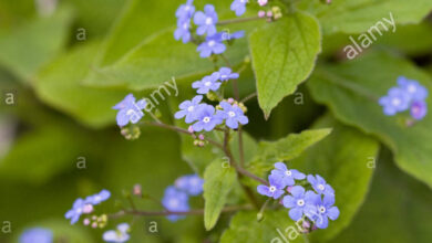 Photo of Brunnera macrophylla Dimenticami, Bugloss siberiano