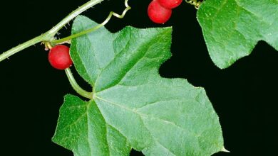 Photo of Bryonia cretica ssp. dioica, una pianta velenosa che vale…