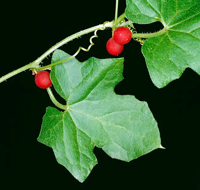 Bryonia cretica ssp. dioica, una pianta velenosa che vale&hellip; Il