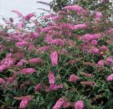 Photo of Buddleia davidii Árbol mariposa, Buddleia di Padre David