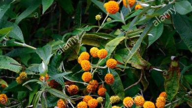 Photo of Buddleia globosa, albero a farfalla globulare, Matico