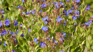 Photo of Bugloss italia, Bugloss azurea