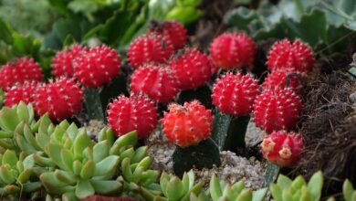 Photo of Cactus Care Gymnocalycium mihanovichii innestato o tappo giallo