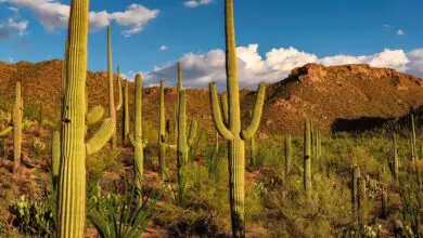 Photo of Cactus del deserto