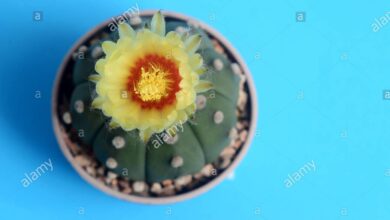 Photo of Cactus di riccio di mare, dollaro di sabbia