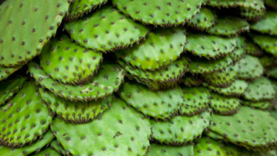 Photo of Cactus marinato