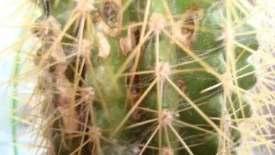 Photo of Cactus parassiti e malattie