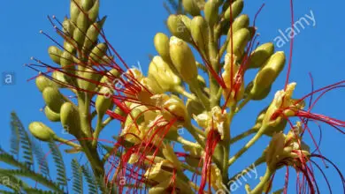 Photo of Caesalpinia gilliesii Caesalpinia de Gilles, ave amarilla del paraíso