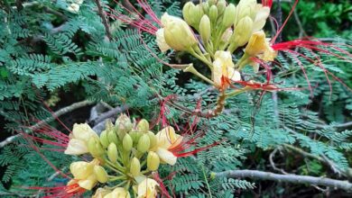 Photo of Caesalpinia gilliesii, un cespuglio i cui fiori sono uno spettacolo di colori