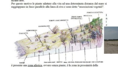 Photo of Cakile marítima, la cui pianta si può gustare sulla costa.