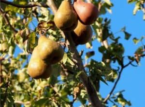 Photo of Calabrone, Albero della zucca, Glaviola