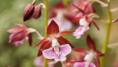 Photo of Calanthe Calanthe