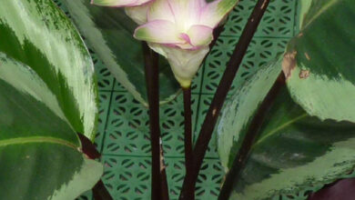 Photo of Calathea crocata Zafferano di Calathea, fiore di Calathea