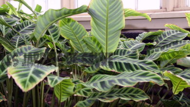 Photo of Calathea zebra, pianta di zebra