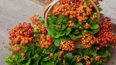 Photo of Calceolaria calinospsis, Piccola ciabatta