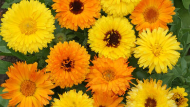 Photo of Calendula