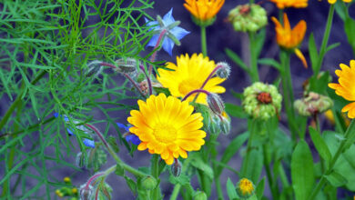 Photo of Calendula in crescita: la guida completa alla semina, alla cura e alla raccolta della calendula