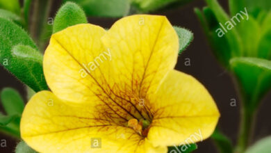 Photo of Calibrachoa ibrido