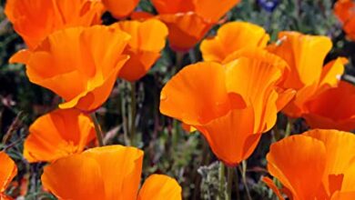 Photo of California Poppy