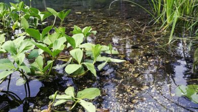 Photo of Callitriche palustris, una pianta in grado di ossigenare l’acqua