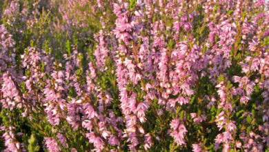 Photo of Calluna vulgaris, una pianta modesta con molte qualità