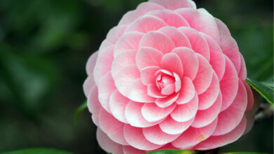 Photo of Camelia Camelia