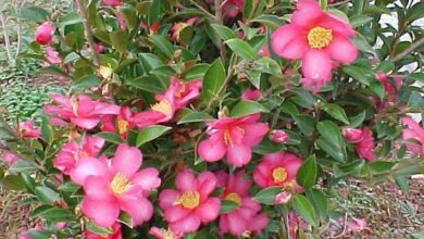 Photo of Camelia sasanqua Camelia autunnale, camelia profumata