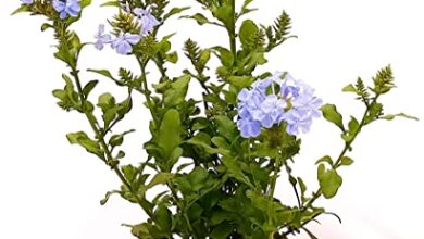 Photo of Campanula media, un fiore spettacolare che può essere in casa vostra…..