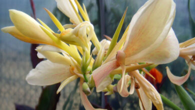 Photo of Canna bianca