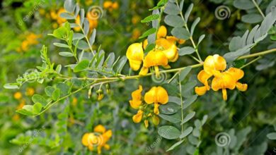 Photo of Caragana arborescens Acacia gialla, Caragana siberiana, Piselli siberiani