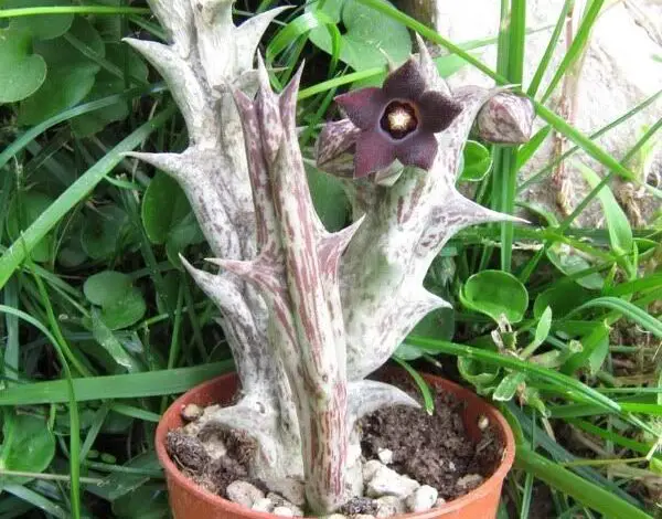 Caralluma Hesperidium O Cura Delle Piante Caraluma Il Giardino