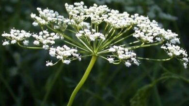 Photo of Caratteristiche e cura della Pimpinella anisum