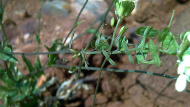 Photo of Caratteristiche e usi della Biscutella auriculata