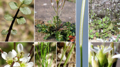 Photo of Cardamina irsuta Bristly Cardamina, Crescione murale