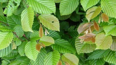 Photo of Carpinus betulus Cardellino americano, Charmille