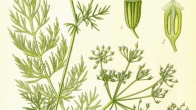 Photo of Carum carvi, piante aromatiche e medicinali