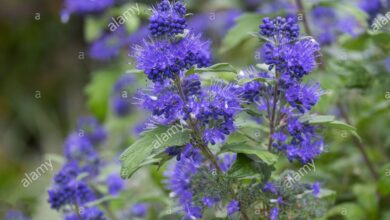 Photo of Caryoteris x clandonensis Barbablù, Caryopteris di Clandon, Blue Spirée