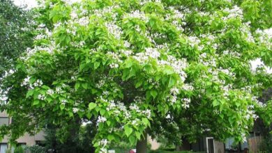 Photo of Catalpa bignonioides Comune di Catalpa