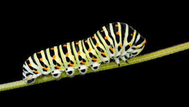 Photo of Caterpillar