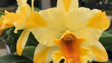 Photo of Cattleya, May Lily ou Yellow Orchid Plant Care