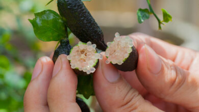 Photo of Caviale al limone, dito al limone, microcitrus