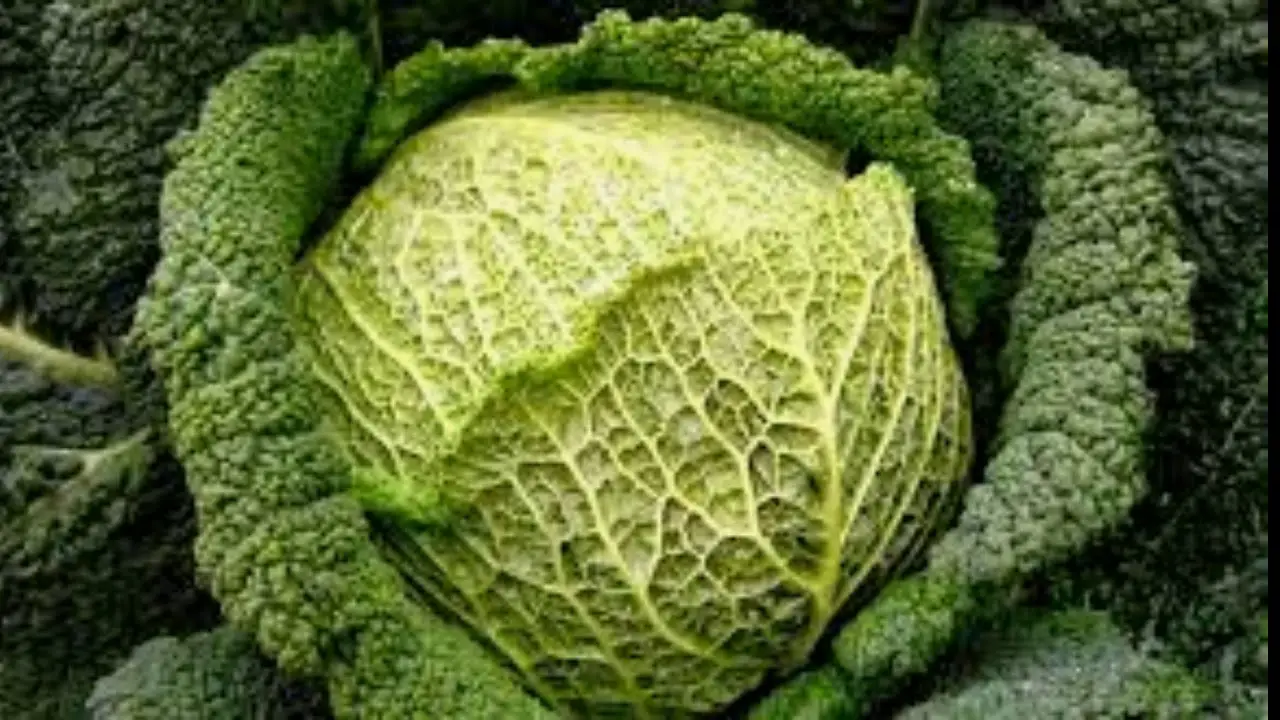 Cavolo, cavolo, cavolo - Il Giardino Commestible
