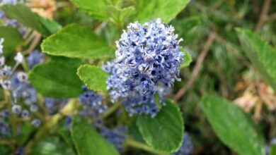 Photo of Ceanothus arborescent, Ceanothe odorant, Lilas de Californie