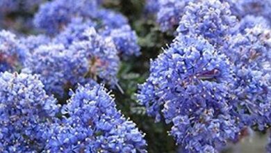 Photo of Ceanothus impressus Céanothe di Santa Barbara, Lila di Californie