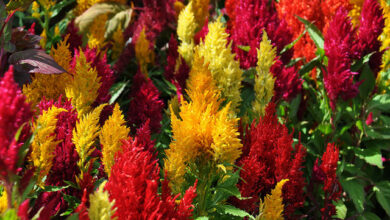 Photo of Celosia argentea, la cui caratteristica principale è la sua infiorescenza a forma di…