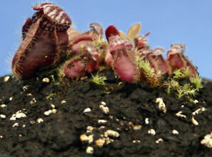 Photo of Cephalotus follicularis Caraffa d’acqua Albany, Cephalotus